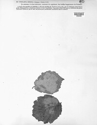 Piggotia coryli image